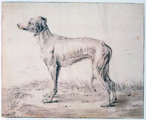 Tazı, 1644