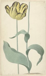 De tulp Tuhaf Louis d'Effroy Tuhaf Louis d'Effroy (nesnenin başlığı)