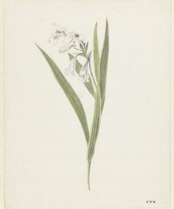 Frezya by Cornelis van Noorde