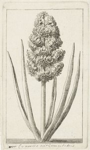 Sümbül by Cornelis van Noorde