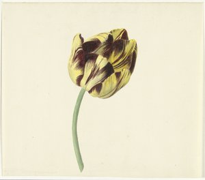Tulp, Bizard the Roman Pontiff'i çağırdı by Cornelis van Noorde