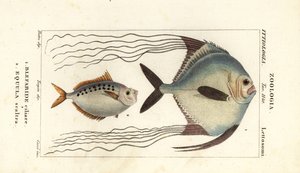 Afrika narı, Alectis ciliaris, Blepharis ciliaris, Blefaris ciliary 1 ve midilli balığı, Poulain oyunu, Leiognathus equulus 2 by Corsi Corsi