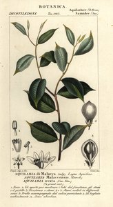 Agarwood, Aquilaria malaccinsis, Kritik tehlike altında by Corsi Corsi