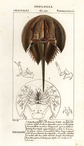 Atlantik at nalı yengeci, Limulus polyphemus