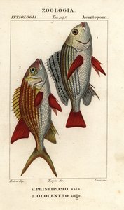 Bantlı homurtu, Pomadasys furcatus 1 ve sincap balığı, Holocentrus tırmanışı 2 by Corsi Corsi