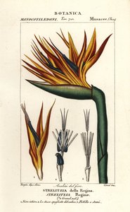 Cennet kuşu çiçeği, Strelitzia reginae by Corsi Corsi
