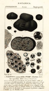 Siyah trüf, Tuber melanosporum by Corsi Corsi