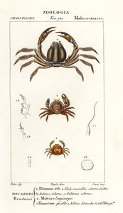 Kıllı yengeç, Pilumnus hirtellus 1, açık mavi asker yengeç, Mictyris longicarpus 2, bezelye yengeç, Pinnotheres pisum 3 by Corsi Corsi