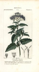 Kelebek sisi, Ageratum corymbosum by Corsi Corsi