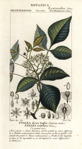 Ortak hoptree, Ptelea trifoliata, Üç yapraklı Ptelea by Corsi Corsi