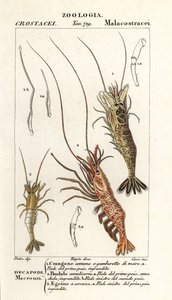 Sıradan karides, Crangon crangon 1, pembe karides, Pandalus montagui 2 ve Aegaeon cataphractus 3 by Corsi Corsi