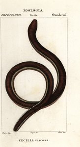 Ortak sarı bantlı caecilian, Ichthyophis glutinosus by Corsi Corsi