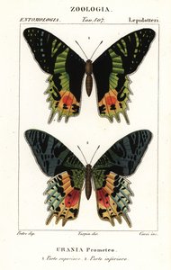 Doğu Afrika günbatımı güvesi, Chrysiridia croesus by Corsi Corsi