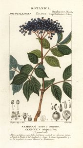 Avrupa kara mürver, Sambucus nigra, siyah veya adi mürver by Corsi Corsi