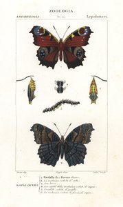 Avrupa tavus kuşu kelebeği, Aglais io by Corsi Corsi