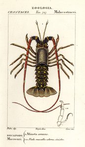 Avrupa dikenli ıstakoz, Palinurus fili by Corsi Corsi