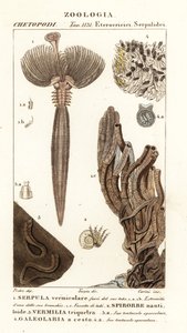 Yelpaze solucanı, Serpula vermicularis 1, halkalı solucan, Spirorbis corrugatus 2, tüp oluşturan annelid solucanı, Spirobranchus triqueter 3 ve Galeolaria caespitosa 4 by Corsi Corsi