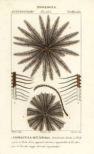 Tüy yıldız krinoid, Oligometrides adeonae, Comatula adeonae, Comatula dell
