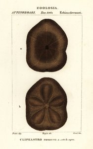 Düz deniz bisküvisi, Clypeaster rosaceus by Corsi Corsi