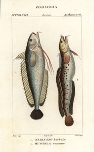 Çatalsakal, Phycis phycis 1 ve beş sakallı sallanan, Ciliata mustela by Corsi Corsi