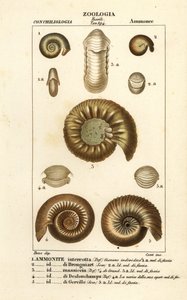 Soyu tükenmiş ammonit türlerinin fosilleri by Corsi Corsi