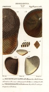 Soyu tükenmiş mercanların fosilleri by Corsi Corsi