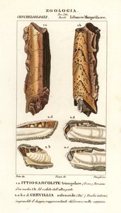 Soyu tükenmiş yumuşakçaların fosilleri by Corsi Corsi