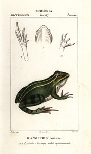 Yeşil kurbağa, Pelophylax kl esculentus by Corsi Corsi
