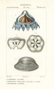 Kask denizanası, Periphylla periphylla 1, Phorcynia cudonoidea 2 ve Eulimene ciclophylla 3