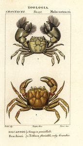 Hemigrapsus penicillatus ve Potamon fluviatil by Corsi Corsi
