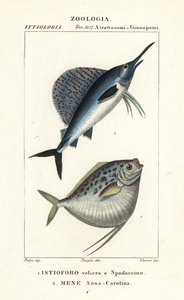 Hint-Pasifik yelken balığı, Istiophorus platypterus 1 ve ay balığı, Mene maculata 2 by Corsi Corsi