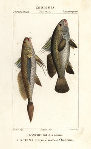 Longtail şarlatan, Lonchurus lanceolatus 1 ve yetersiz, şarlatan, levrek, gölge balığı, Argyrosomus regius 2 by Corsi Corsi