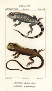 Lyreshead kertenkele, Lyriocephalus scutatus 1 ve dalış kertenkele veya mophead iguana, Uranoscodon superciliosus 2 by Corsi Corsi