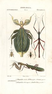 Mantis, yaprak böceği, sopa böceği vb. by Corsi Corsi