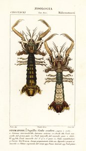 Mantis karidesi, Lysiosquilla scabricauda by Corsi Corsi