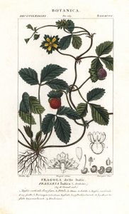 Sahte çilek, Potentilla indica by Corsi Corsi