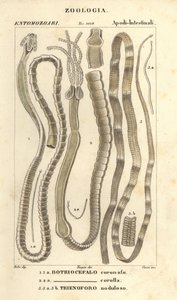 Parazit solucanlar ve tenyalar, Bothriocephalus coronatus 1, Bothriocephalus corolla 2 ve turna tenyası, Triaenophorus nodulosus 3 by Corsi Corsi