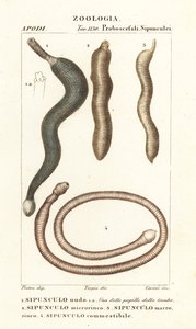 Fıstık solucanları, Sipunculus nudus 1, Siphonosoma cumanense 4, vb. by Corsi Corsi