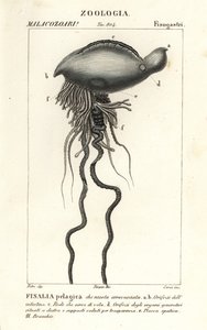 Portekizli savaş adamı Physalia physalis by Corsi Corsi