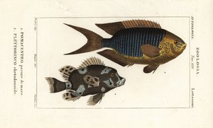Safir hanım, Pomacentrus pavo, pavone di mare 1 ve alacalı tatlı dudaklar, Plectorhinchus chaetodonoides, Plettorinco chetodonoides 2 by Corsi Corsi