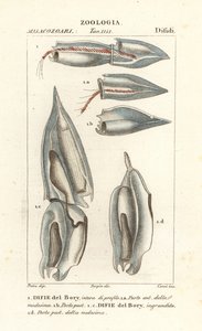Sifonoforlar, Diphyes dispar, Diphyes boryi, Difie del Bory by Corsi Corsi