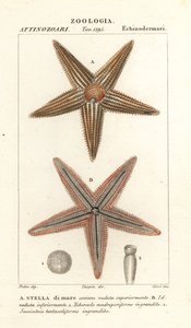 Deniz yıldızı veya deniz yıldızı, Asterias rubens by Corsi Corsi
