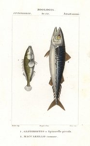 Üç dikenli dikenli ve Atlantik uskumru by Corsi Corsi