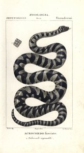 Siğil yılanı veya küçük eğe yılanı, Acrochordus granulatus by Corsi Corsi