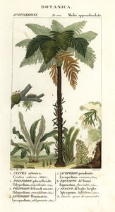 Batı Hindistan treefern, Cyathea arborea, asma eğreltiotu, Microgramma piloselloides 2, zarif eğrelti otu, Niphidium crassifolium 3, kaba püskül eğreltiotu, Huperzia phlegmaria 4, geyik boynuzu clubmoss, Lycopodiella cernua 5, su atkuyruğu by Corsi Corsi