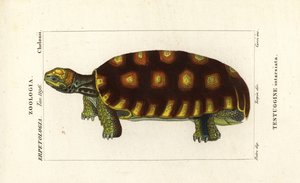 Sarı ayaklı kaplumbağa veya Brezilya dev kaplumbağası, Chelonoidis denticulatus Testudo tabulata Testuginne intarsiata by Corsi Corsi
