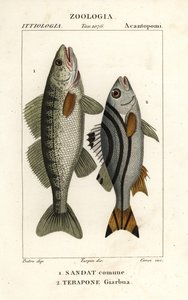 Zander, Sander lucioperca 1 ve jarbua terapon, Terapon jarbua 2 by Corsi Corsi