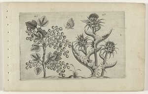 Aalbes en Mariadistel Zambakları bilin (dizi adı) by Crispijn van de Passe (I) (attributed to)