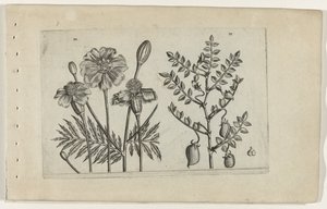 Tagetes ve nohut Cognoscite lilia (dizi adı) by Crispijn van de Passe (I) (attributed to)