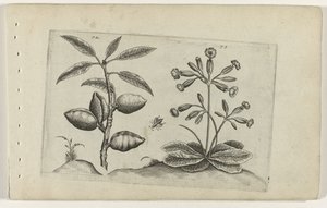 Amandelboom en gulden sleutelbloem Zambakları bilin (dizi adı) by Crispijn van de Passe (I) (attributed to)